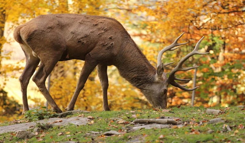 Salzburg Zoo Hellbrunn Skip-the-line Tickets & Private Car - An In-Depth Look at Salzburg Zoo Hellbrunn with Private Transfers