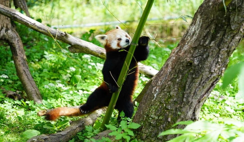 Salzburg Zoo Hellbrunn Skip-the-line Tickets & Private Car - Who This Tour Is Best For