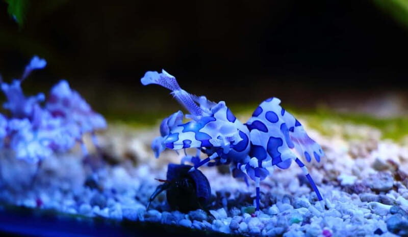 Salzburg Zoo Hellbrunn Skip-the-line Tickets & Private Car - FAQ