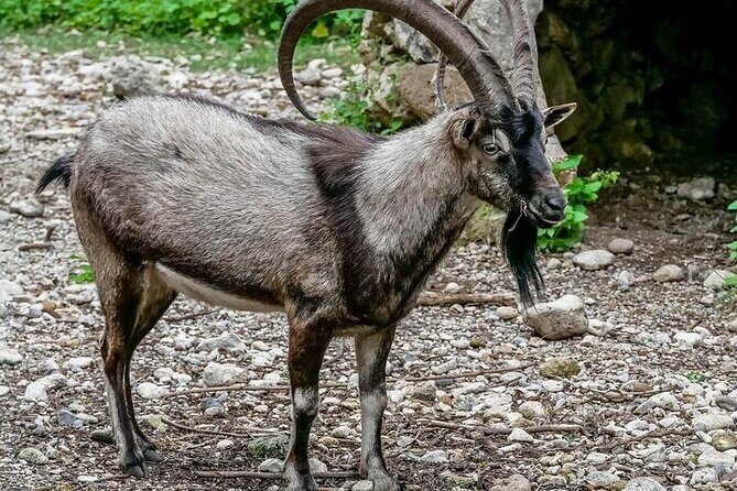 Samaria Gorge from Chania with Professional Hiking Guide - Why This Tour Is a Great Choice