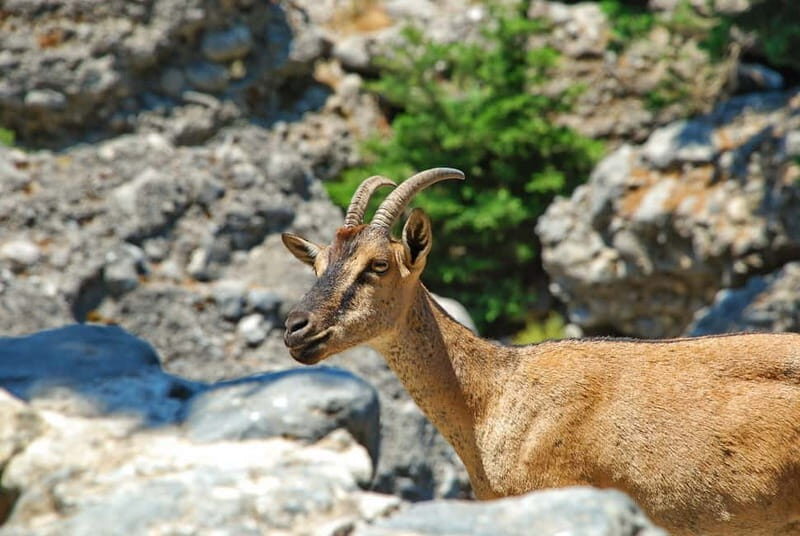 SAMARIA GORGE Full-Day Trip from CHANIA - What We Love About This Tour