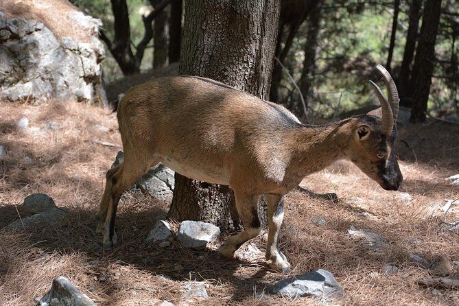 Samaria Gorge Hike - Frequently Asked Questions
