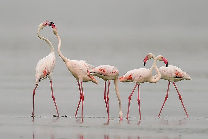Sambhar Tour - temples, salt lake, bird watching, heritage walk - Exploring the Sambhar Tour – Temples, Salt Lake, Bird Watching, Heritage Walk