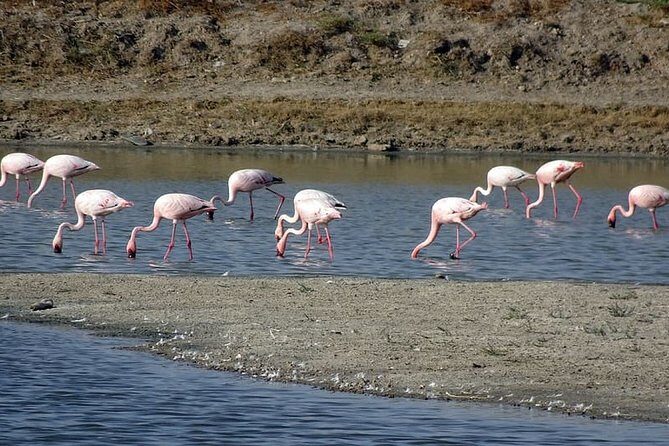 Same Day Trip To National Chambal Sanctuary From Agra - Who Would Love This Tour?