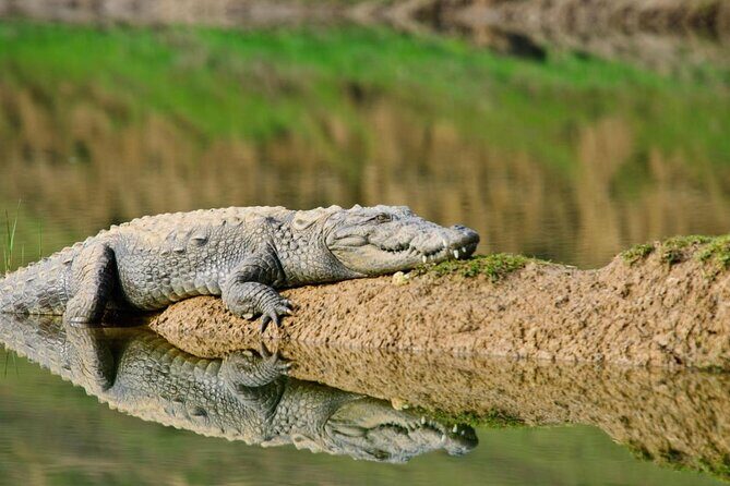 Same Day Trip To National Chambal Sanctuary From Agra With River Safari - Key Points