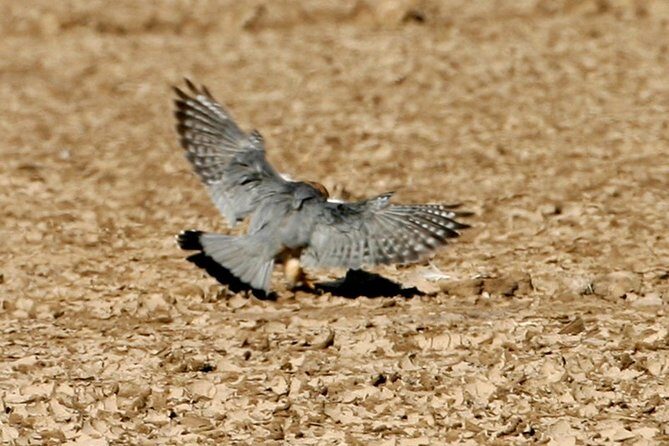 Same Day Trip To National Chambal Sanctuary From Agra With River Safari - A Deep Dive into the Experience