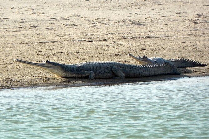 Same Day Trip To National Chambal Sanctuary From Agra With River Safari - Final Thoughts: Is It Worth It?