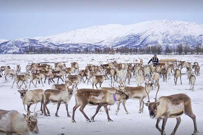 Sami Culture and Short Reindeer Sledding from Tromso - An In-Depth Look at the Experience