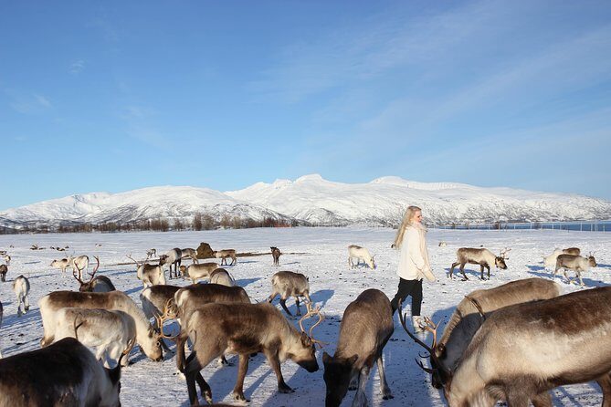 Sami Culture and Short Reindeer Sledding from Tromso - FAQ