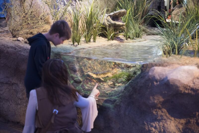 San Antonio: Witte Museum Admission Ticket - A Closer Look at the Witte Museum Experience