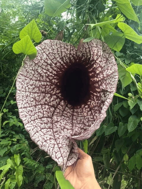 San Cristobal: Coffee Tour in the Mountains of Chiapas - Practical Details and Value Analysis