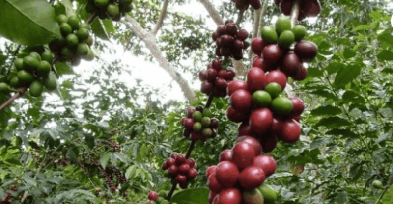 San Cristobal: Coffee Tour in the Mountains of Chiapas - Authenticity and Traveler Feedback
