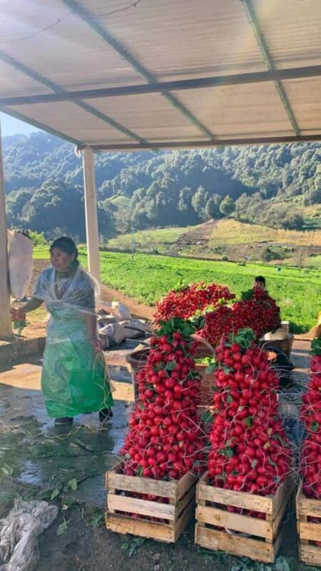 San Cristóbal de las Casas: Hiking to Indigenous Communities - What Makes This Tour Stand Out