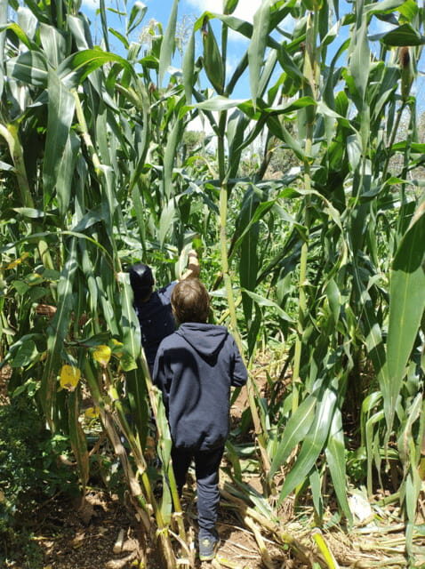 San Cristobal: Huixtan Adventure with Traditional Activities - Who This Tour Is Best For