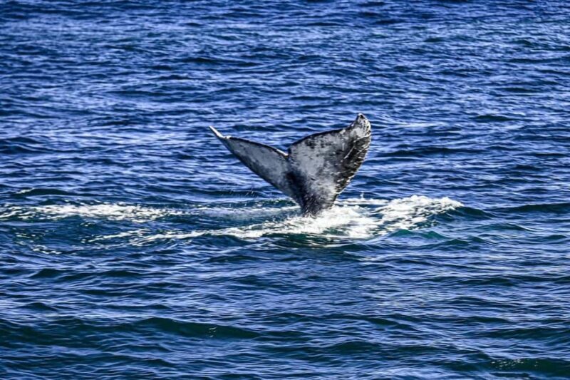 San Diego: 3 Hour Whale Watching Cruise - Key Points