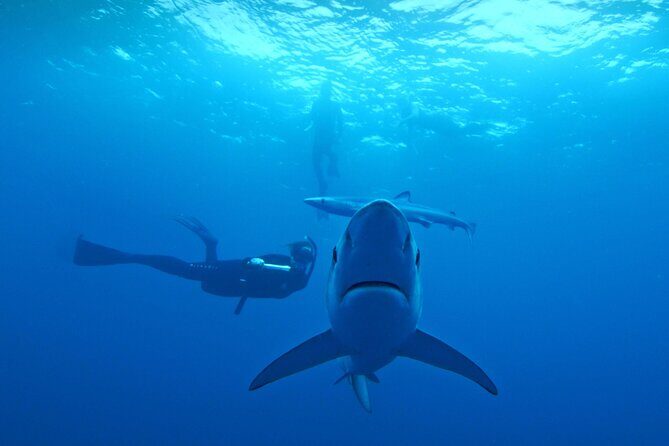 San Diego Blue Shark Diving Adventure - Key Points