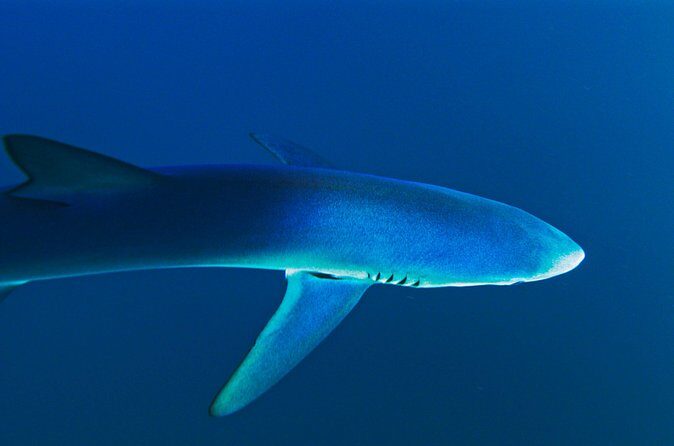 San Diego Blue Shark Diving Adventure - Frequently Asked Questions