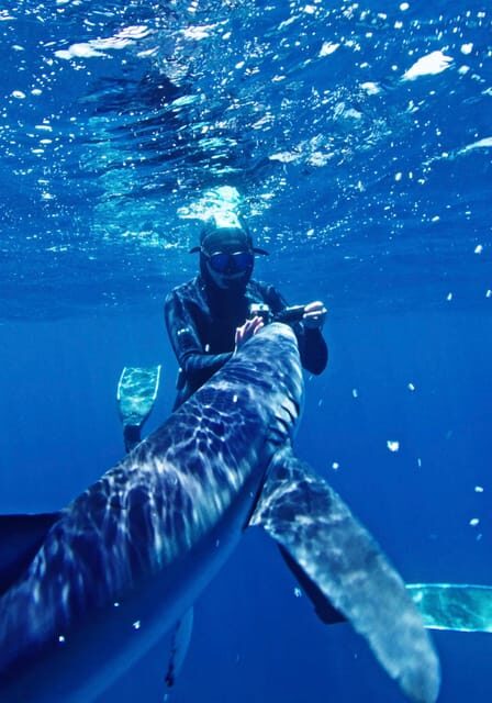 San Diego: Blue Shark Offshore Snorkel Adventure! - Key Points