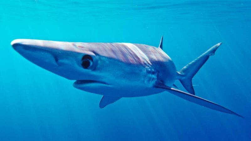 San Diego: Blue Shark Offshore Snorkel Adventure! - A Closer Look at the Experience