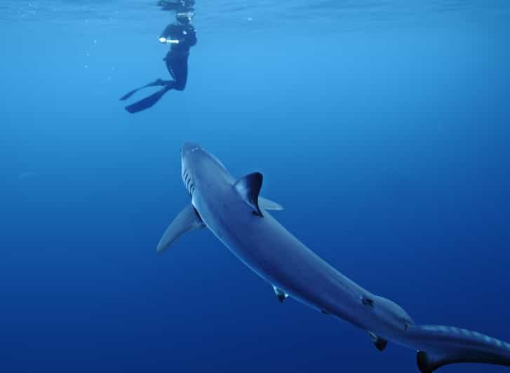 San Diego: Blue Shark Offshore Snorkel Adventure! - Who Is This Tour Best For?