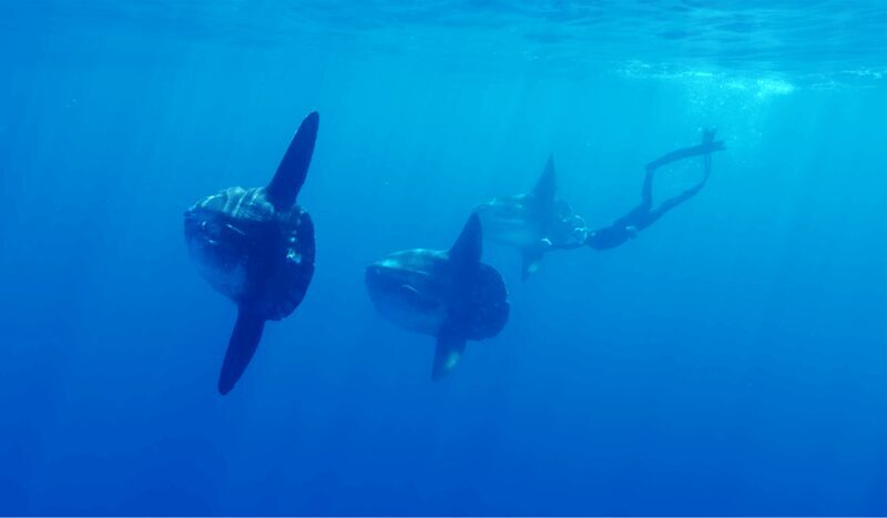 San Diego: Blue Shark Offshore Snorkel Adventure! - Frequently Asked Questions