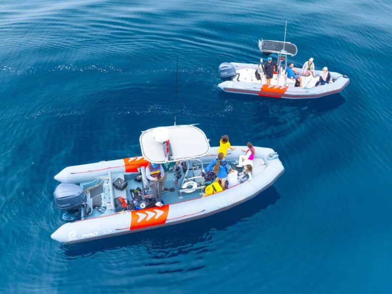 San Diego: Blue Whale Watching Expedition - An Authentic and Exciting Ocean Adventure