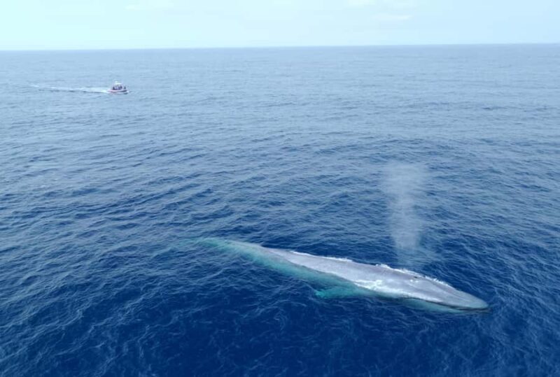 San Diego: Blue Whale Watching Expedition - The Bottom Line