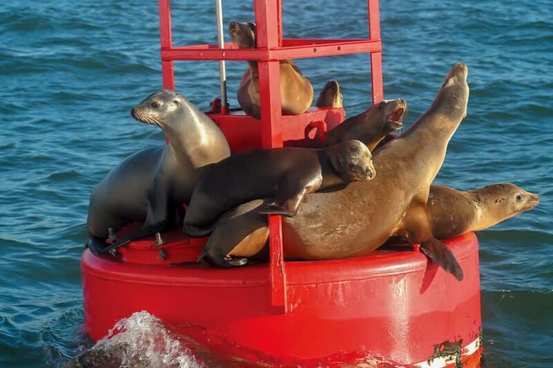 San Diego: City Cruises Whale and Dolphin Watching Cruise - Who Should Consider This Tour?