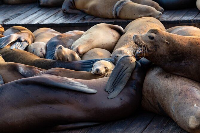 San Diego Day Tour from Orange County - An Introduction to the San Diego Day Tour