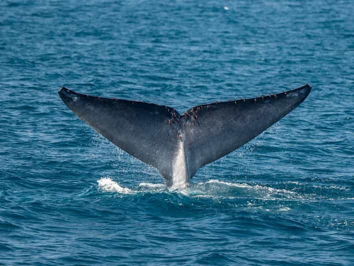 San Diego: Dolphin and Whale-Watching Sunset Cruise - Setting the Scene: What to Expect on the Cruise