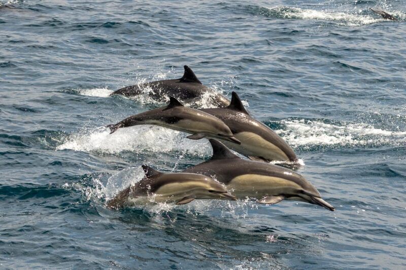 San Diego: Dolphin and Whale-Watching Sunset Cruise - Is This Tour Worth It?