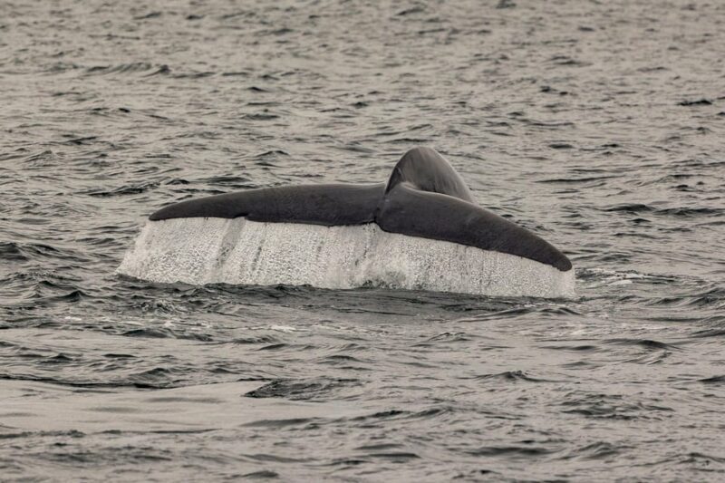 San Diego: Dolphin and Whale-Watching Sunset Cruise - Who Will Love This Experience?