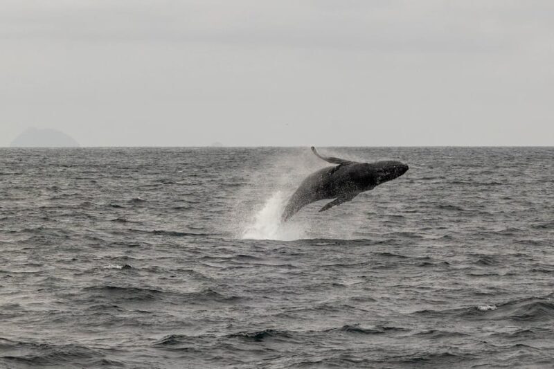 San Diego: Dolphin and Whale-Watching Sunset Cruise - Final Thoughts