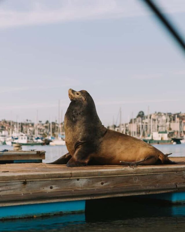 San Diego: Electric Boat Rental with Sunshade - The Experience in Detail: What to Expect
