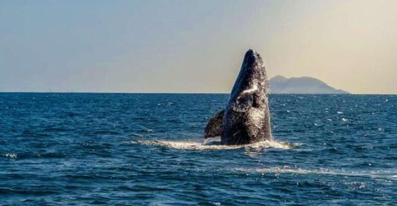 San Diego: Half-Day Marine Wildlife Tour with Lunch - What to Expect on the San Diego Marine Wildlife Tour