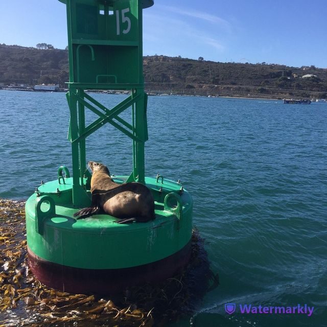 San Diego: Half-Day Marine Wildlife Tour with Lunch - FAQ