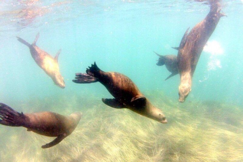 San Diego: La Jolla Cove Guided Snorkeling Tour - A Closer Look at the Tour Experience