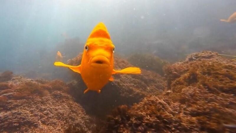 San Diego: La Jolla Cove Guided Snorkeling Tour - Authentic Insights from Reviewers
