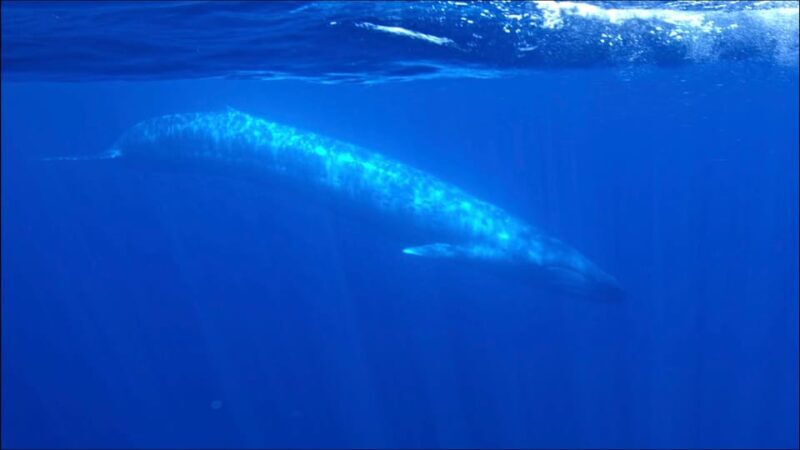 San Diego Ocean Safari: 6-Hour Snorkel Adventure! - Why This Tour Offers Great Value