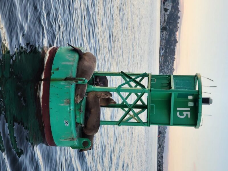 San Diego: San Diego Bay Sunset & Daytime Sailing Experience - What Could Be Better