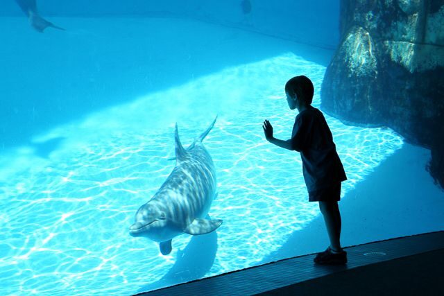 San Diego: SeaWorld Skip-the-Line Park Admission Ticket - Real Visitor Insights: What You Should Know