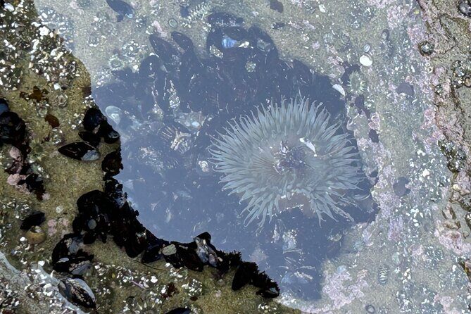San Diego Tide Pool Tour - Cultural and Historical Insights