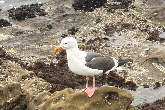 San Diego Tide Pool Tour - Authentic Experiences: What Travelers Say