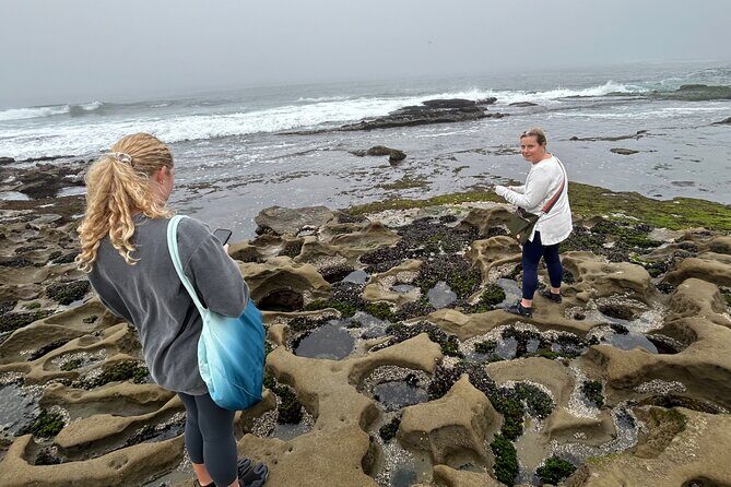 San Diego Tide Pool Tour - Value for Money and Who Should Consider This Tour