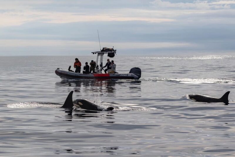 San Diego: Whale and Dolphin Watching Speedboat Tour - What’s Included and What to Bring