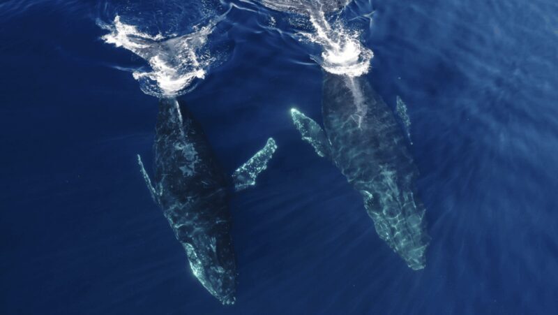 San Diego: Whale and Dolphin Watching Speedboat Tour - The Experience: Authentic and Exciting