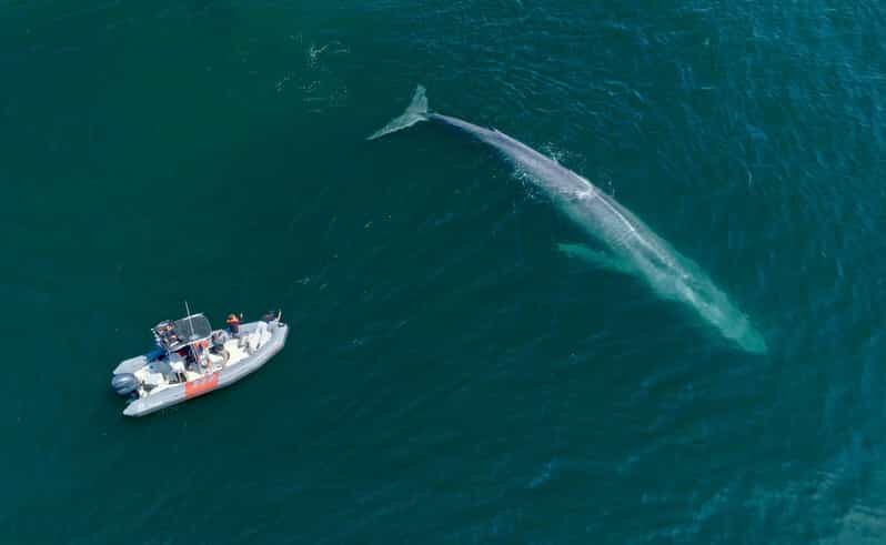 San Diego: Whale and Dolphin Watching Speedboat Tour - Practical Considerations