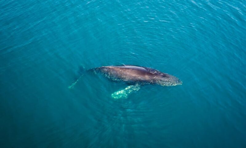 San Diego: Whale and Dolphin Watching Speedboat Tour - The Sum Up: Who Would Love This Tour?