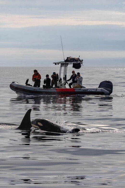 San Diego: Whale and Dolphin Watching Speedboat Tour - FAQs