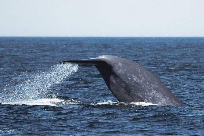 San Diego Whale/Dolphin Watching Cruise Aboard Luxury Vessel - Setting Sail: The Itinerary in Detail